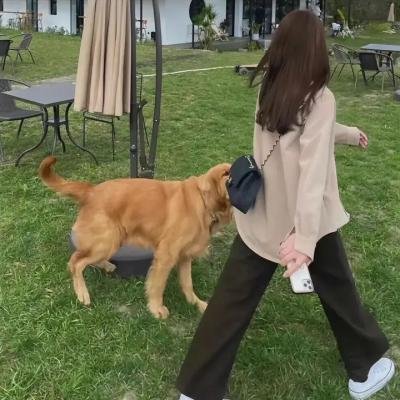 阿比盖尔的派对